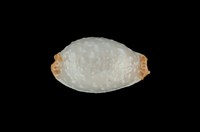 藏品(雞皮寶螺)的圖片